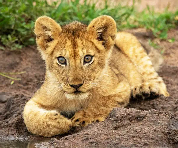 Start package background